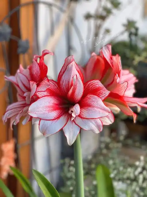 朱顶红鬼魅二开