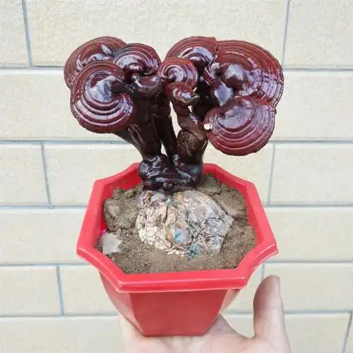 灵芝盆景大额优惠券