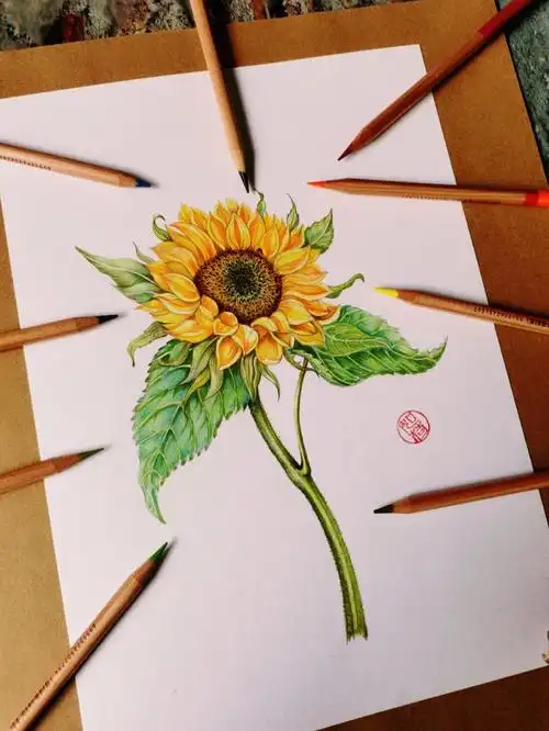 在这个倒春寒,阴冷的春日里画一朵向日葵给自己一点暖阳……彩铅:马可