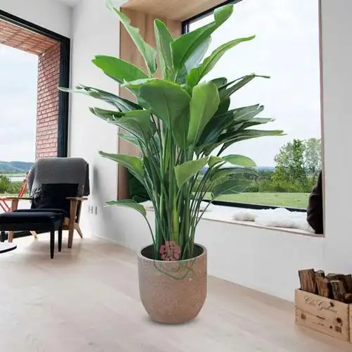 办公室绿植租摆中花盆的设计运用