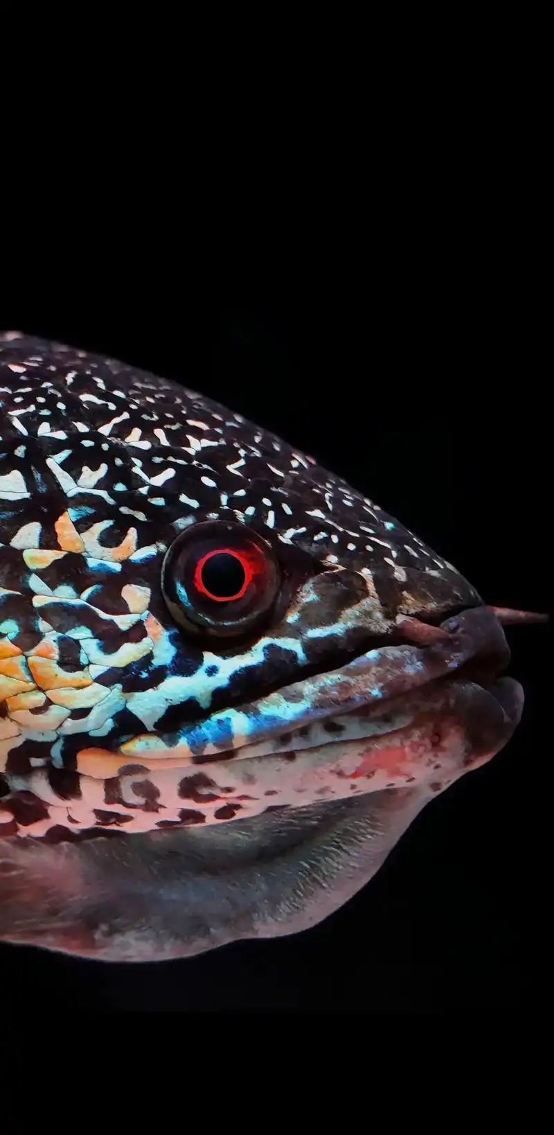 你们要的眼镜蛇雷龙高清图片来了.#创作灵感 #雷龙鱼 #巴卡 - 抖音