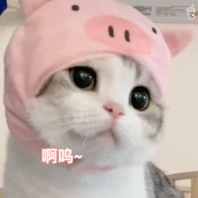 泡芙 猫猫表情包