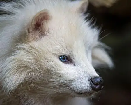 这是什么动物,从我家水塘捞出来的不认得.