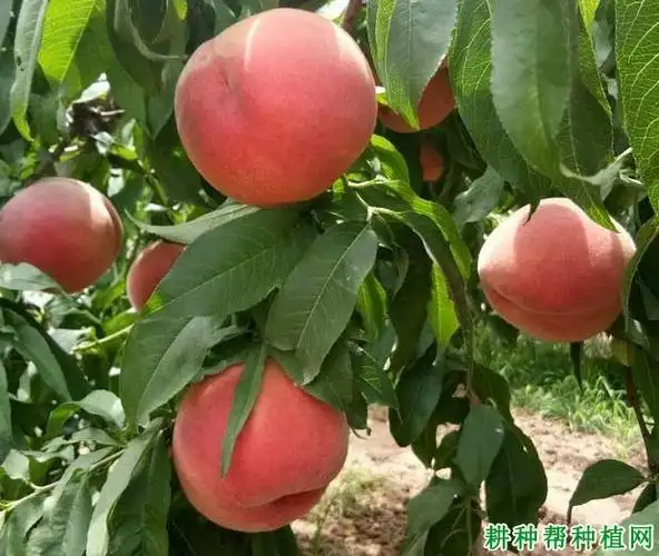 中桃5号桃树品种简介