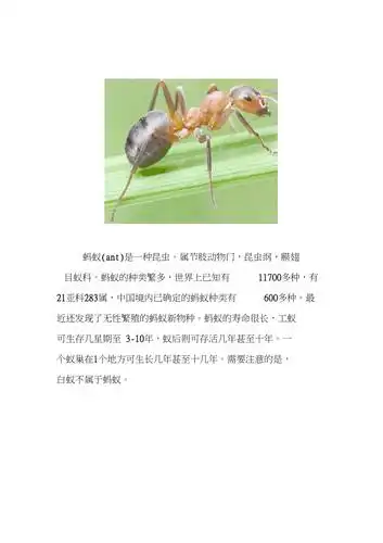 昆虫图片及介绍