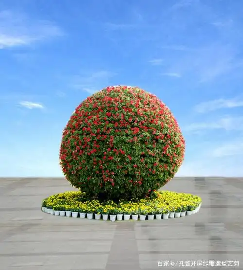 精美艺菊造型欣赏(植物造型篇)