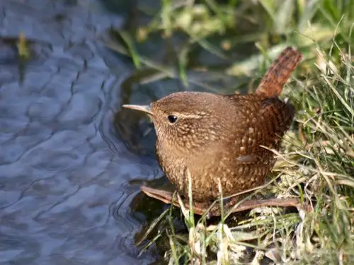 鹪鹩 摄影 晓南