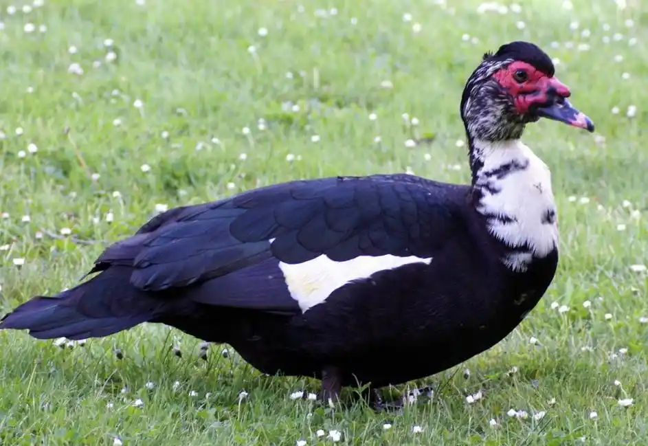鸳鸯鸭是乡村养殖新品种,学习这几点养殖方案,提高养殖品质