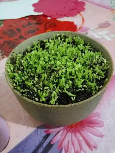 火龙果发芽了,感觉好密集.