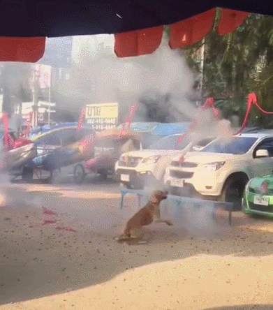 这不有人想要庆祝一下,就点燃了鞭炮,本来以为狗子应该会非常的害怕