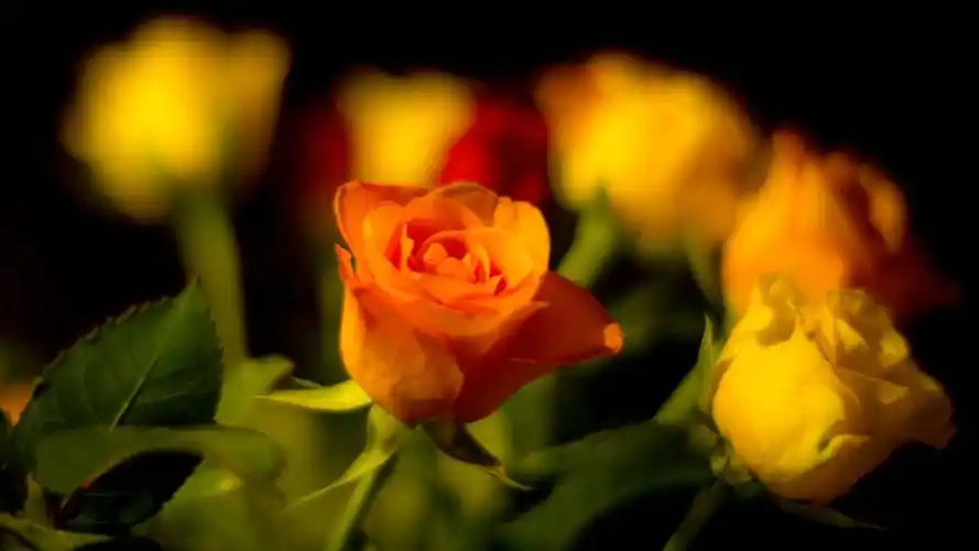 橙色和黄色的玫瑰 壁纸