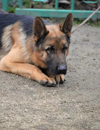 【【凶猛的黑背】】_宠物当家社区图片集锦_汽车论坛-易车