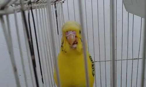 我家鹦鹉嘴上长了一块东西,请问这是什么