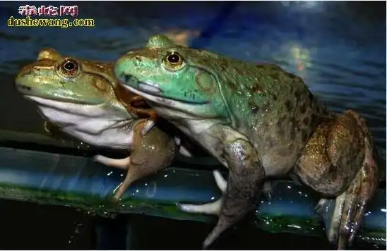 牛蛙田鸡牛蛙和田鸡的区别有哪些