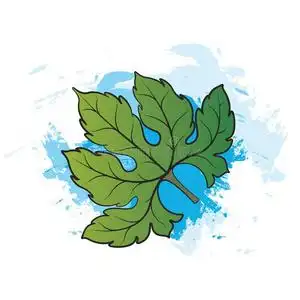 葫芦叶子绿色的颜色苦的葫芦叶子插画