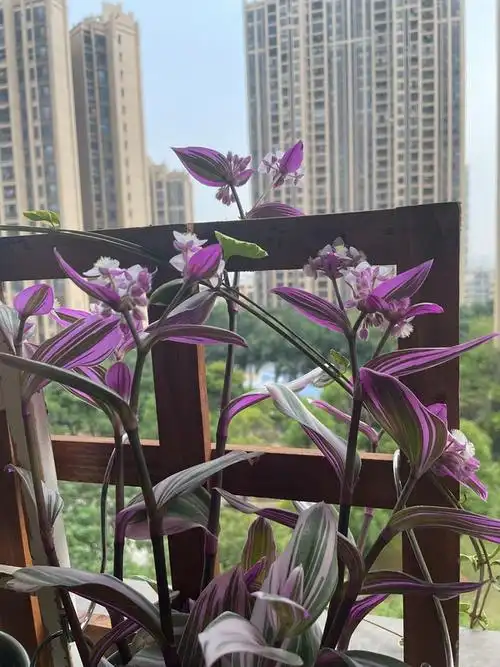 油画婚礼吊兰开花了