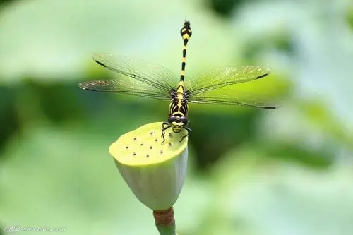 醉露蜻蜓憩莲蓬!