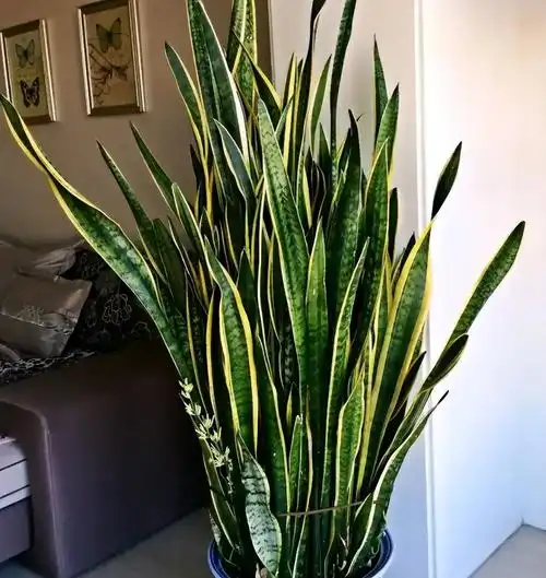 家里为什么不能养虎皮兰?早点知道,方知"迷信"不可取