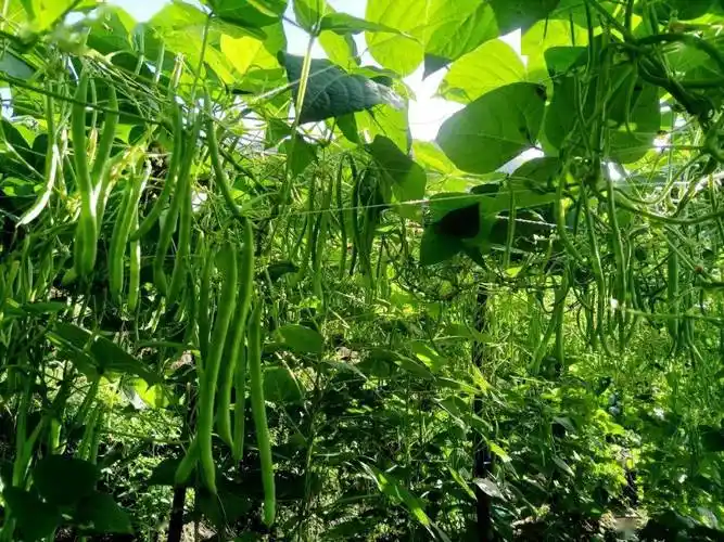 在种植四季豆的地里,豆架上挂满了脆嫩的豆子,菜农们正忙着采摘,搬运