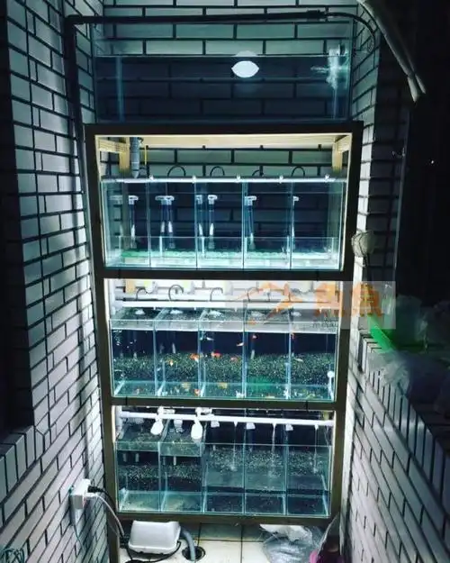 孔雀鱼系统缸繁殖组缸水族箱小金鱼多层养殖可见养殖水产小丑鱼
