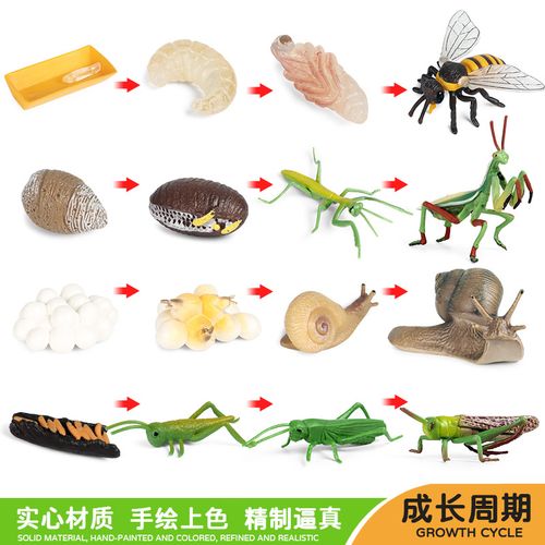 动物模型幼儿园科教认知蜗牛蜜蜂螳螂生命阶段摆件玩具成长周期