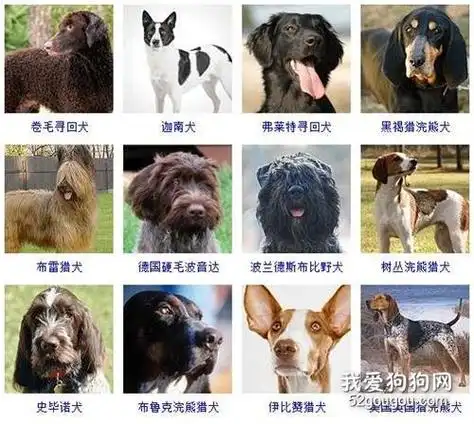大型犬品种大全 你知道吗?