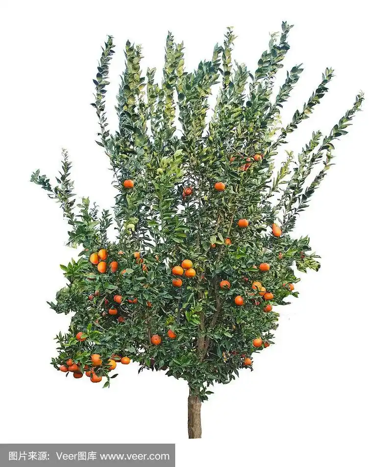 桔树在白色的背景