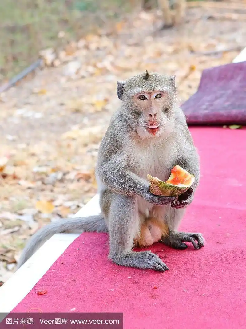 猴子吃西瓜