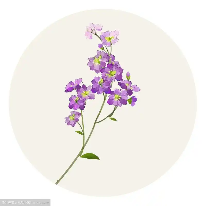 水彩花草插画 紫罗兰