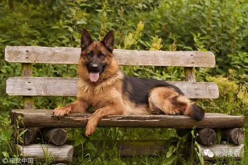 养了3年的纯种牧羊犬竟被这3人……狗主人得知消息当场落泪,作案人已