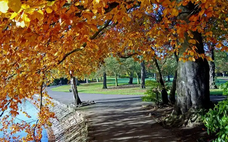 秋日里唯美的枫叶风景桌面壁纸下载_风景壁纸_壁纸下载_美桌网
