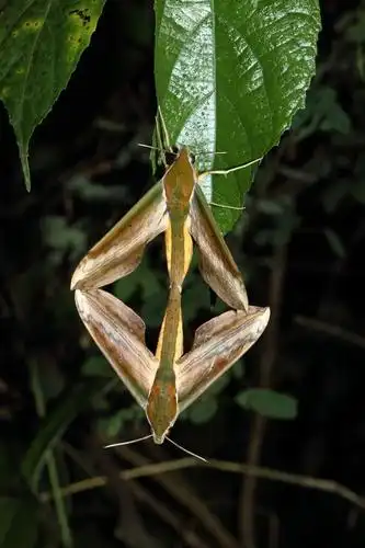 青背斜纹天蛾 theretra nessus (drury),鳞翅目天蛾科.