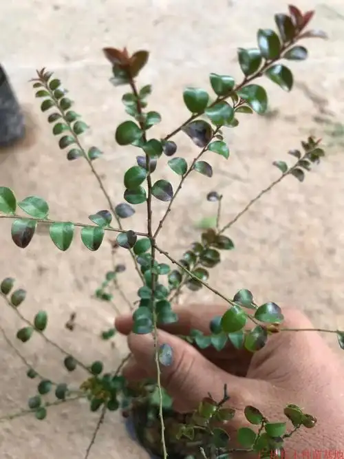 花姬正宗小叶紫檀室外植物观赏小叶紫檀带叶带土发货广州基地苗木50cm