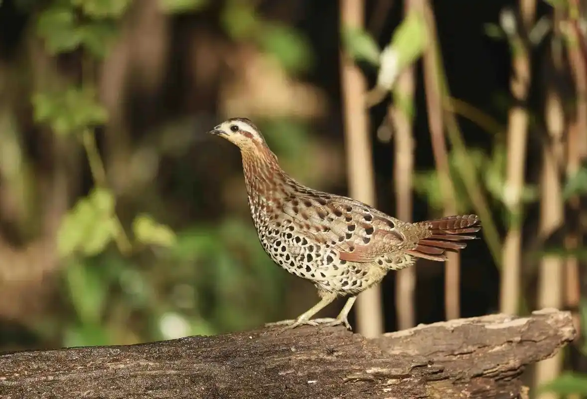 棕胸竹鸡, - 肖河 - 抖音