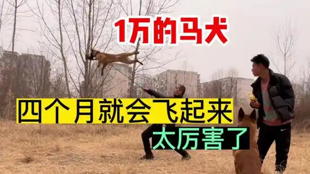 1万块钱买了个小马犬,4个月跳几米高,大哥捡到宝了_网易视频