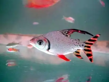 p>飞凤鱼学名真唇脂鲤( i>semaprochilodus thera