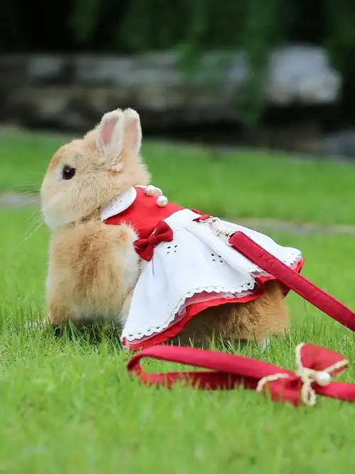 兔子衣服牵引绳兔兔贵妇裙花边礼服外出服荷兰猪豚鼠装服饰背心