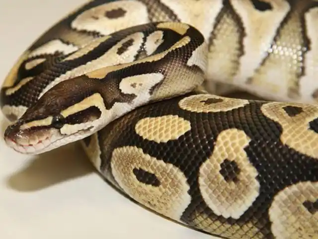 球蟒在蟒蛇科中属于较小体形者,一般成体约1米左右,有些个体会达到1.