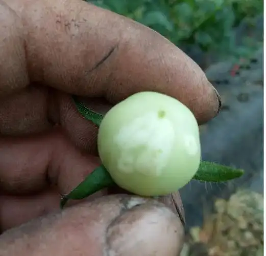 番茄幼果,青果遭遇蓟马危害后出现白色肿胀状,受害部位白色肿胀状凸起