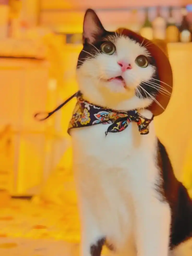 有着诡异齐刘海的菜菜猫大脸盘子养成计划