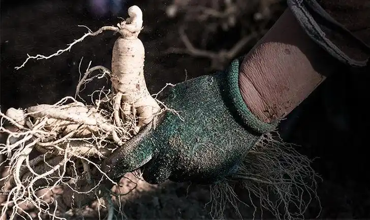 觅阳参雄茬觅阳参觅阳参大颗官方吉林长白山觅阳叁防伪50克整颗