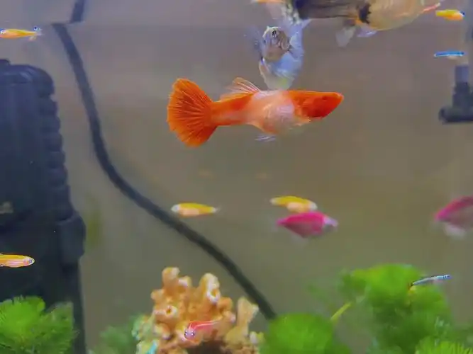 哈孔雀鱼的大肚子