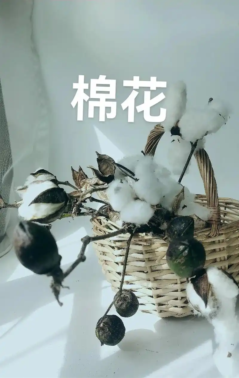 棉花.##vlog日常 #手机摄影 #原创 #创作灵感 #现 - 抖音