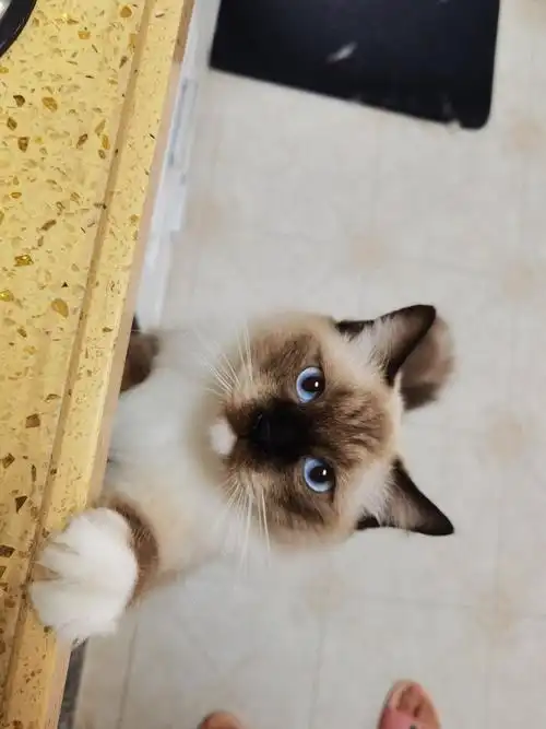 白手套重点色布偶猫93|奶茶哥哥_手套_奶茶_布偶猫_猫猫_大海_小