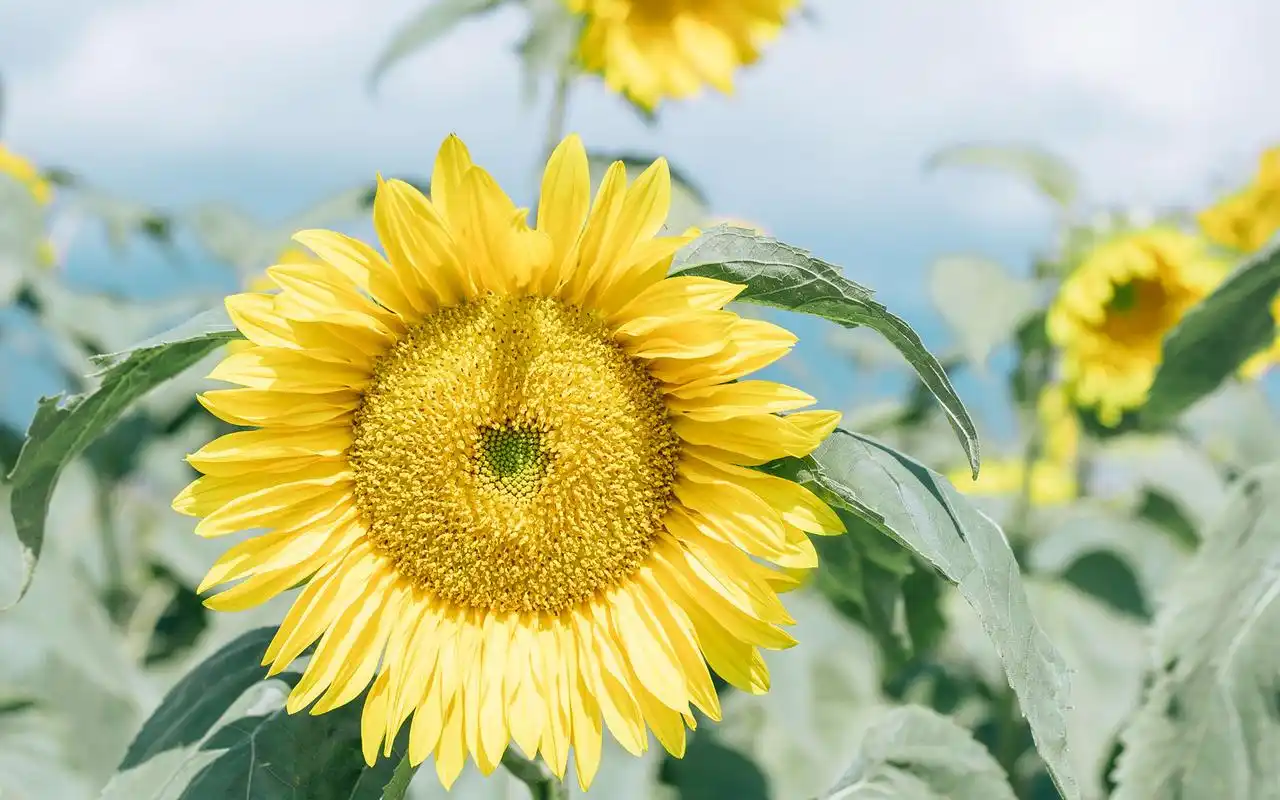 向日葵小清新风景唯美高清桌面壁纸图片