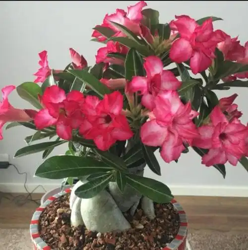 沙漠玫瑰有毒吗,可以放在卧室里养吗