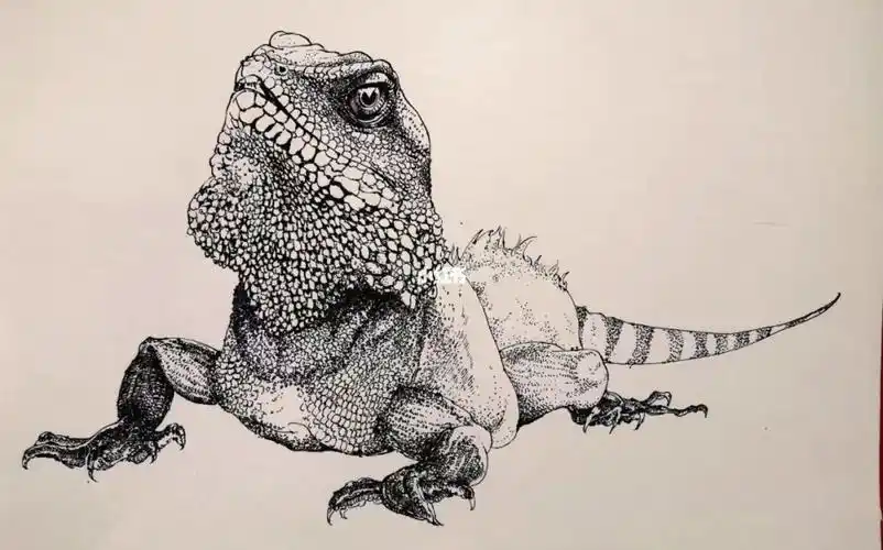 教大家画一只简单的小蜥蜴