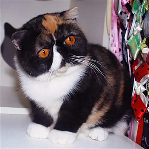 纯种加菲黄白净梵正八子大脸猫宠物异短小猫活体幼猫幼仔