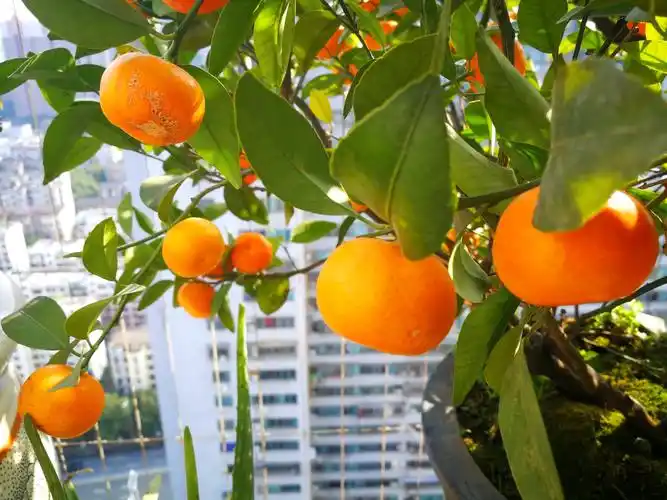 我家露天阳台上的桔树