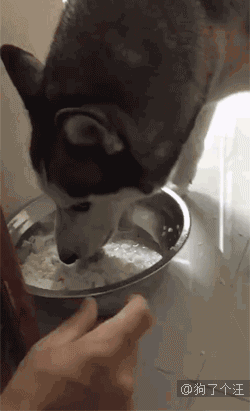 狗gif狗狗护食怎么办一个手势就能解决